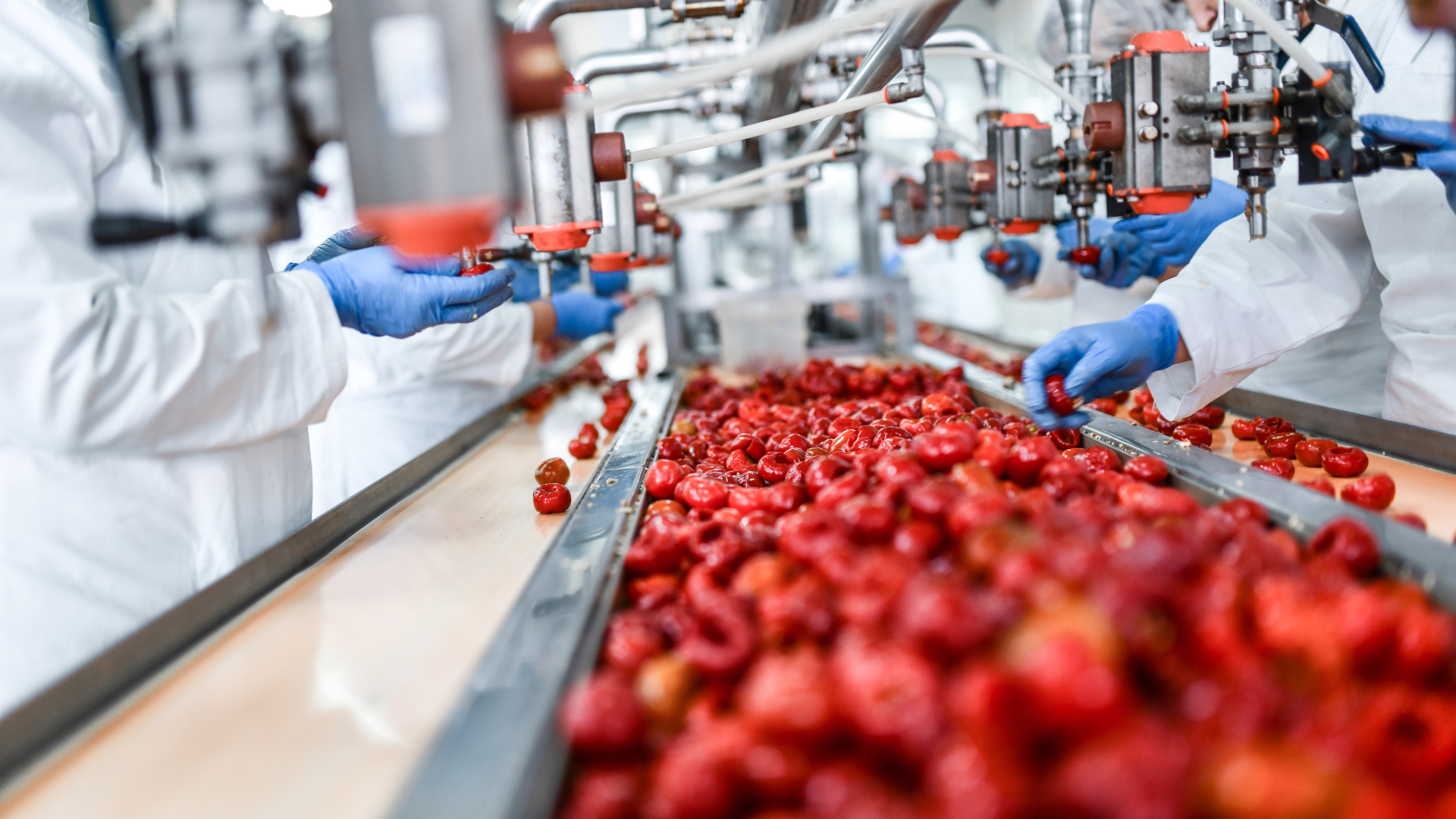 Workers in protective gear sorting and processing red peppers on a food production line in a modern food manufacturing facility.