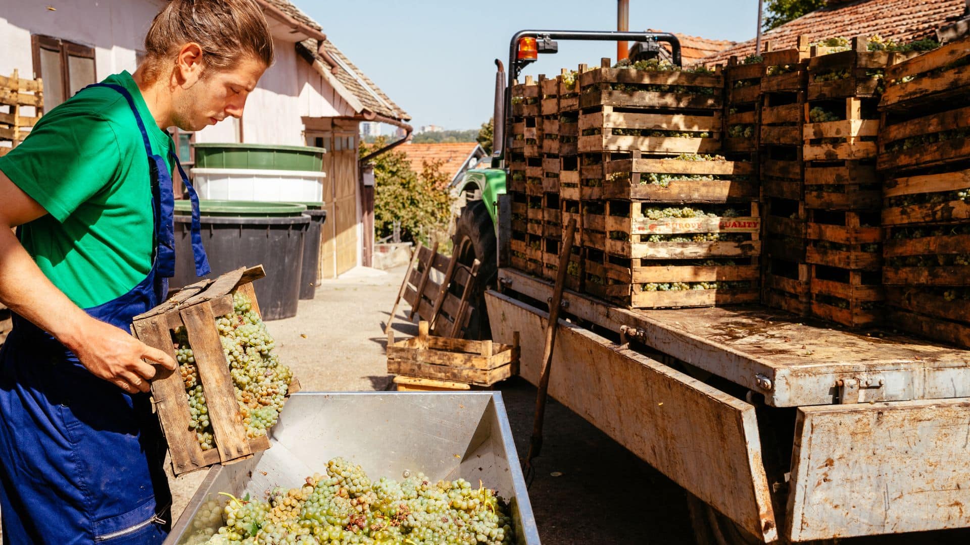 Winemaker unloading freshly harvested green grapes from wooden crates into a processing bin beside a trailer full of grape-filled crates at a vineyard facility.