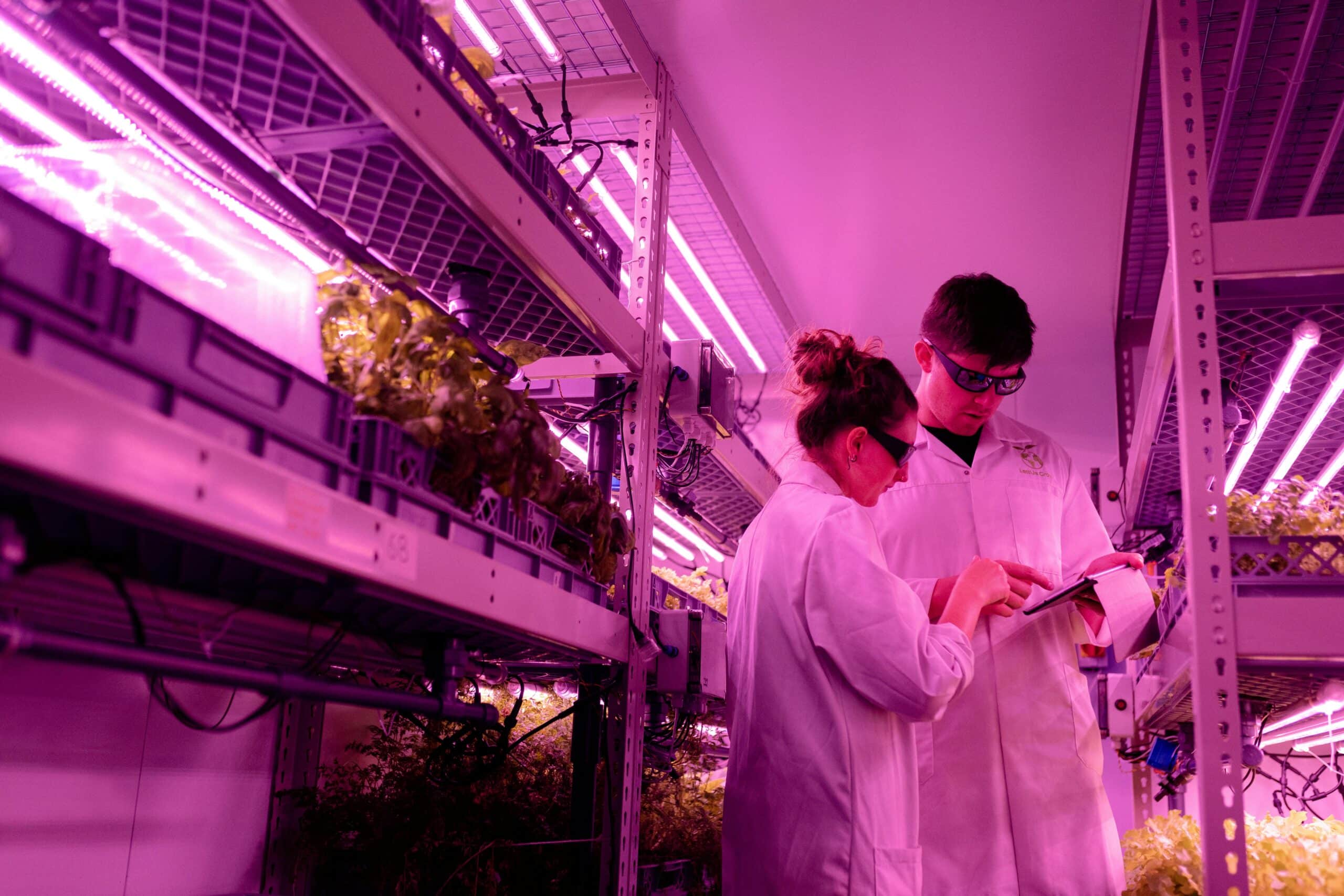 Two food product developers in lab coats analyzing data on a tablet inside a vertical farming lab, surrounded by hydroponic leafy greens under pink LED grow lights.