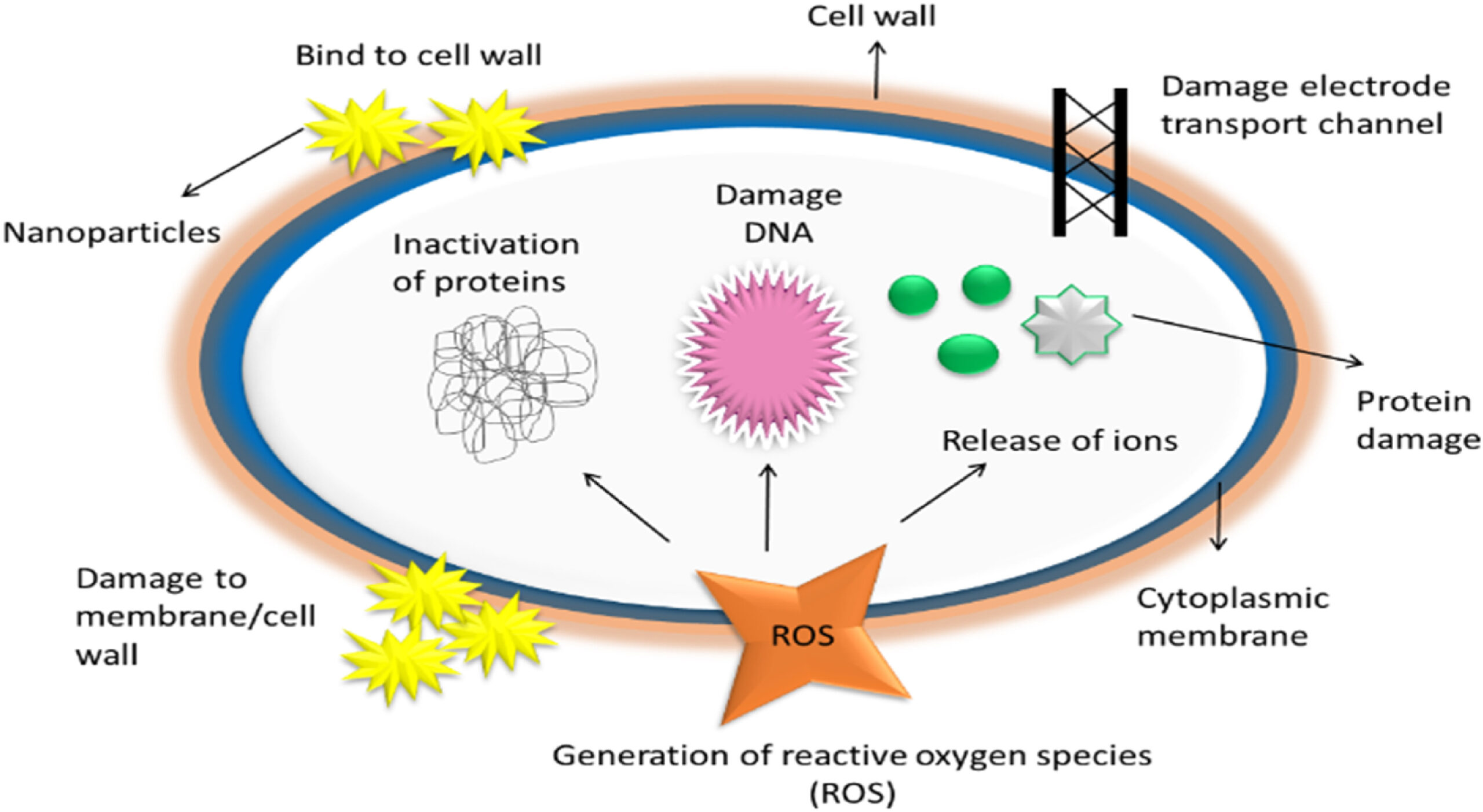 Fig. 3. Schematic representation of nanoparticle interaction on microbial cells.