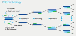 Diagram illustrating the DNA sequencing process, highlighting the role of PCR technology in amplifying genetic material